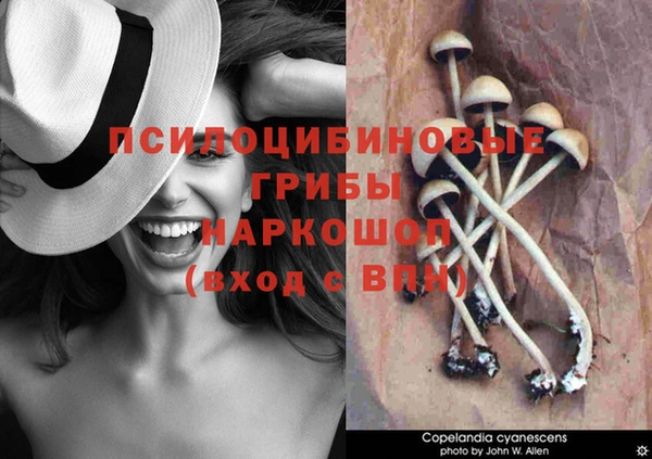 шишки Сосновый Бор